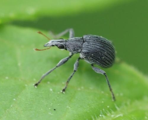 Réf. 253 656 : Apioninae inconnu